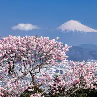 Taman Bunga Plum Nihondaira (Gambar)