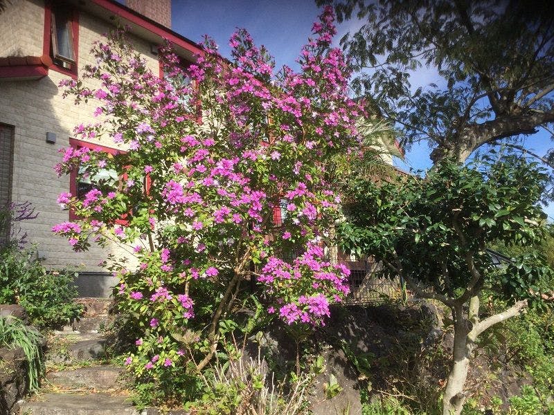 伊豆の冬の花の一つ。