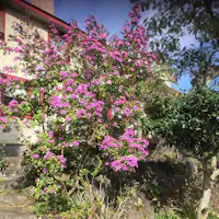 伊豆の冬の花の一つ。