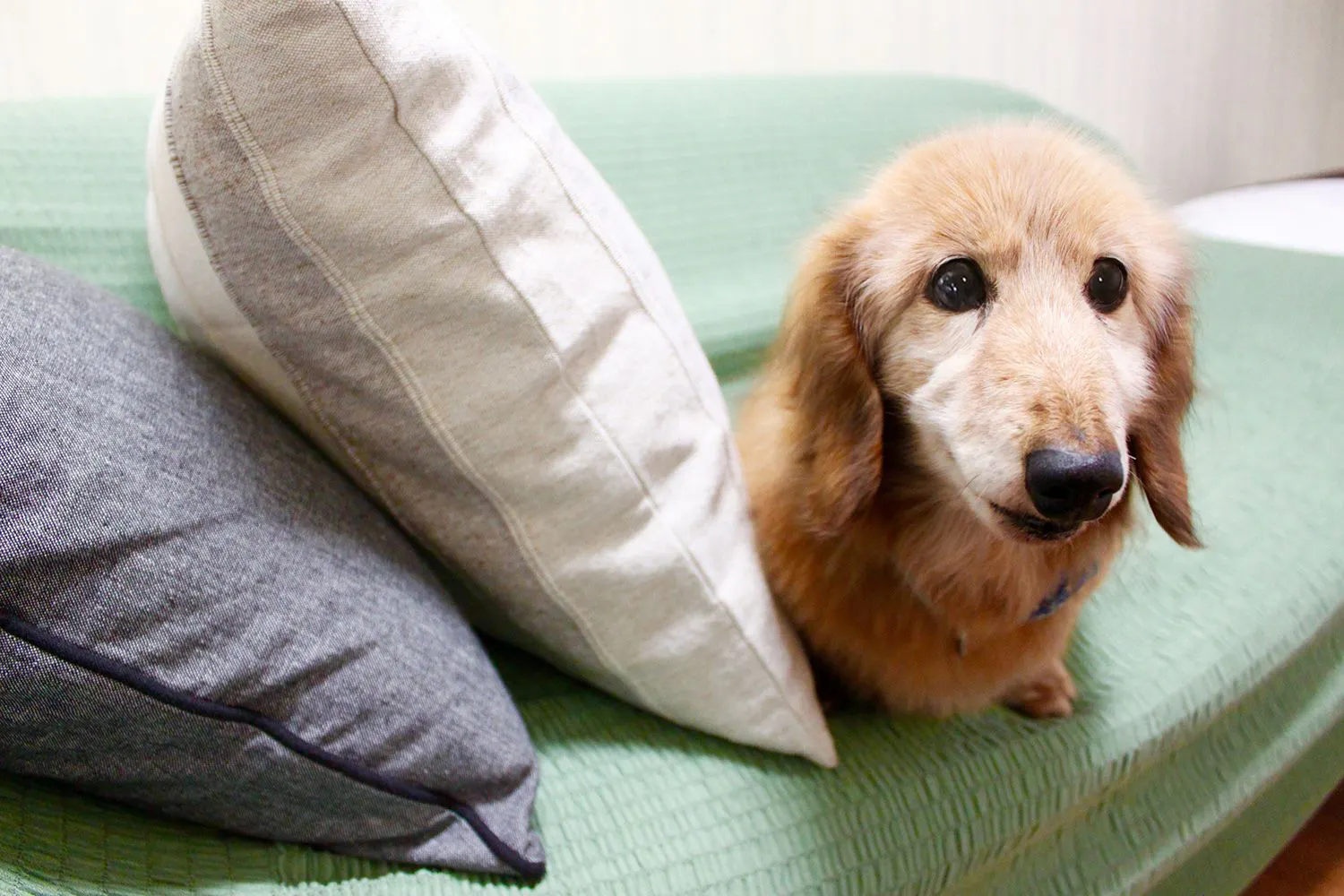 ペット同宿部屋1室あり！