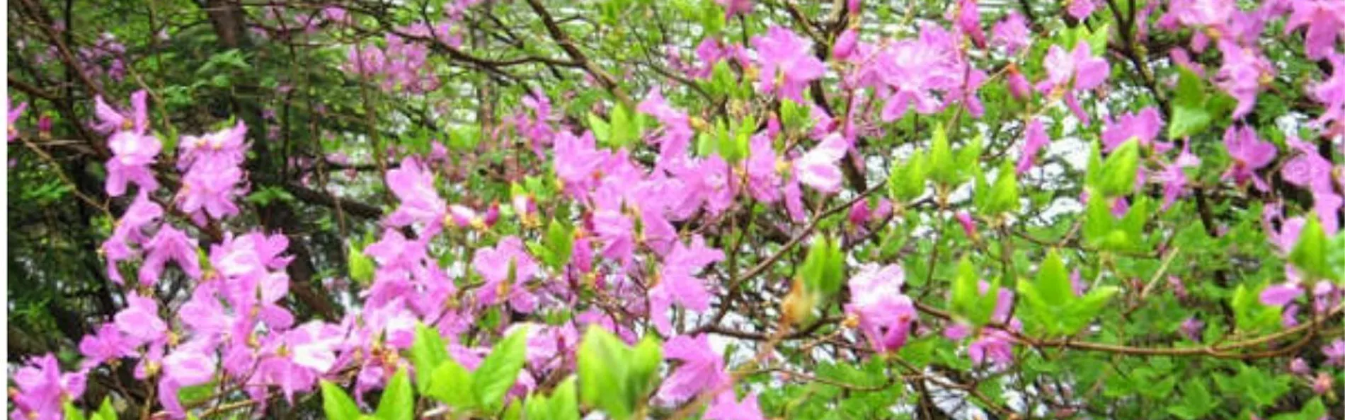 湯元 板屋