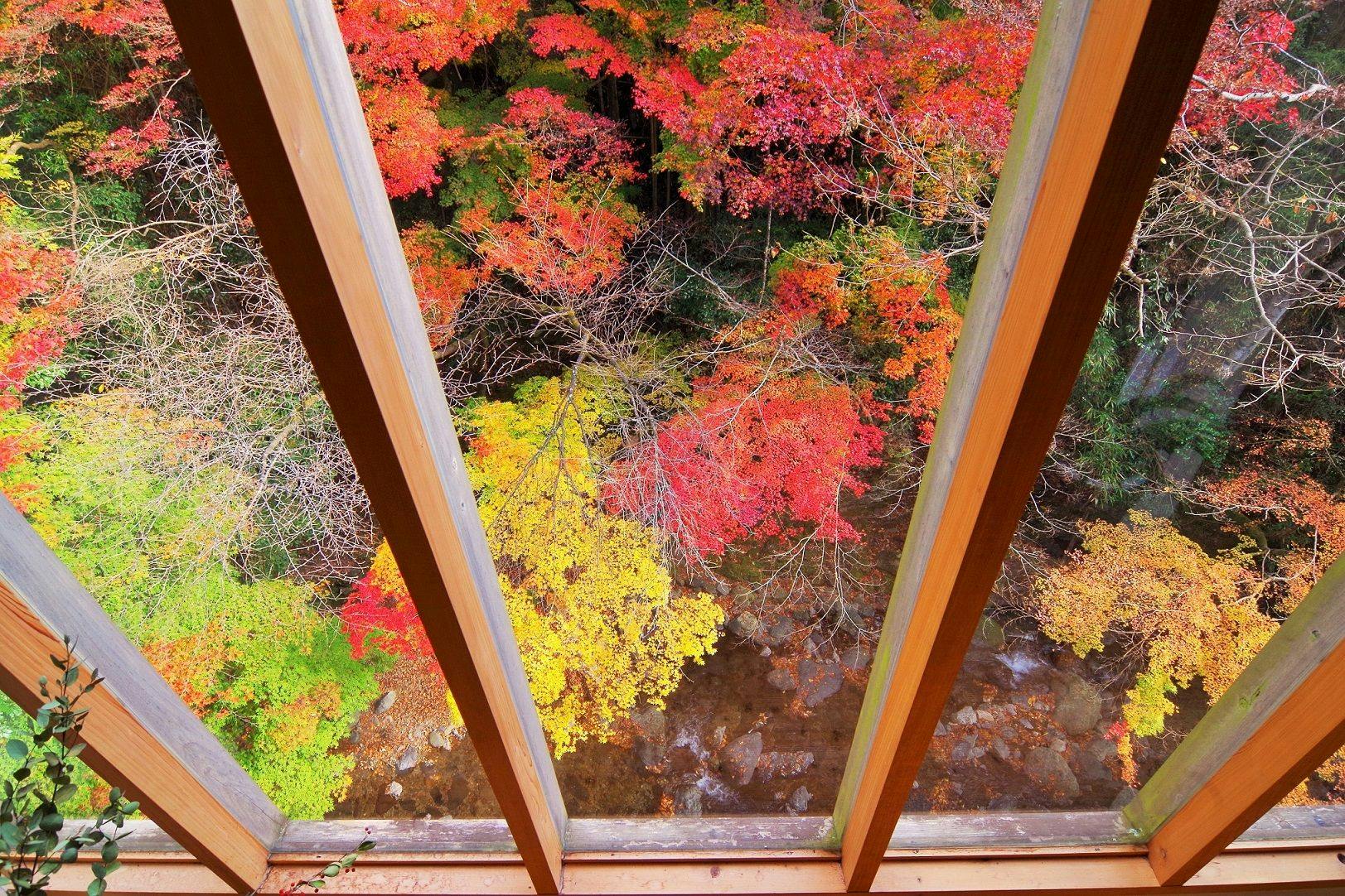 玄関からの紅葉