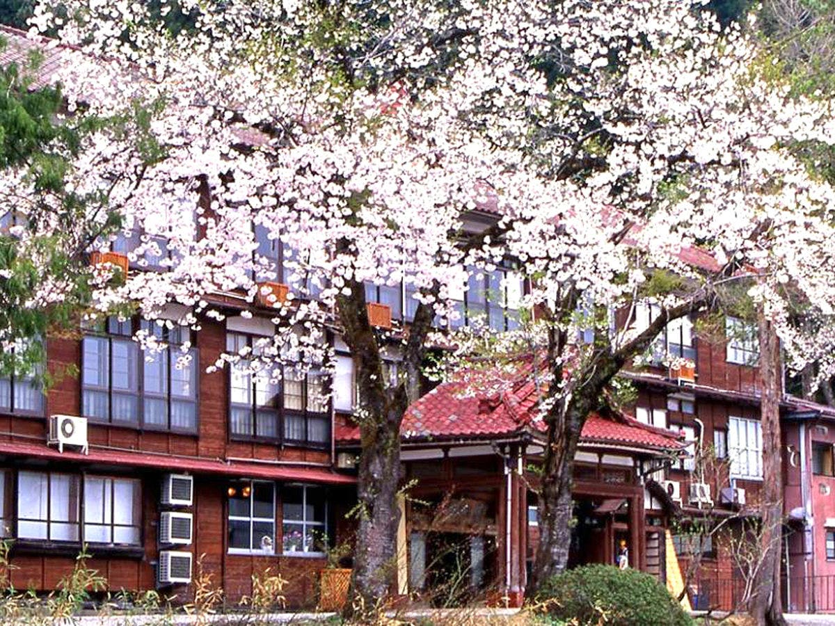 松之山の桜は4月後半が見頃
