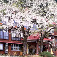 松之山の桜は4月後半が見頃