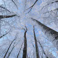 【美人林(冬)】