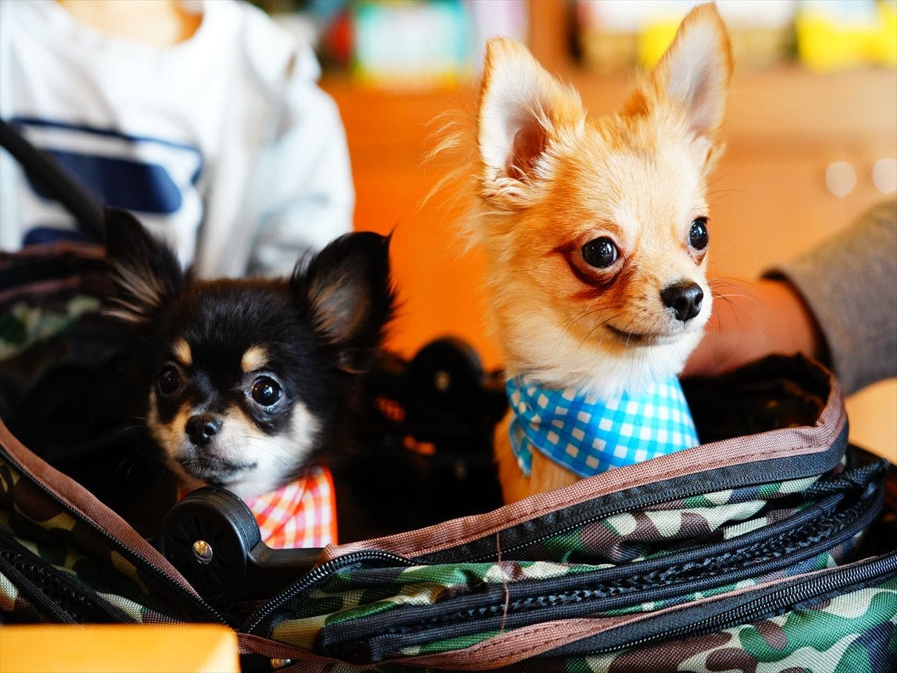 近畿 大阪以外 ペットと泊まれる宿 7選 お得に宿泊予約 Yahoo トラベル