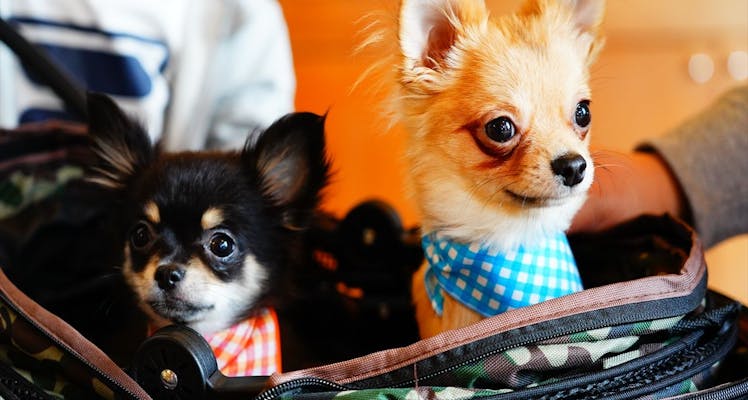 近畿 大阪以外 ペットと泊まれる宿 7選 お得に宿泊予約 Yahoo トラベル 近畿 大阪以外 ペットと泊まれる宿 7選 お得に宿泊予約 Yahoo トラベル