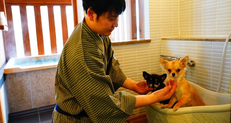 近畿 大阪以外 ペットと泊まれる宿 7選 お得に宿泊予約 Yahoo トラベル 近畿 大阪以外 ペットと泊まれる宿 7選 お得に宿泊予約 Yahoo トラベル