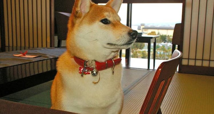 近畿 大阪以外 ペットと泊まれる宿 選 宿泊予約は 一休 Com 近畿 大阪以外 ペットと泊まれる宿 選 宿泊予約は 一休 Com