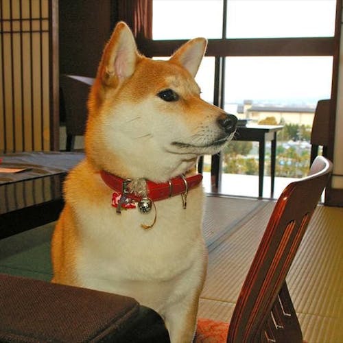 21年最新 滋賀周辺でペットと泊まれる宿ランキング 一休 Com 21年最新 滋賀周辺でペットと泊まれる宿ランキング 一休 Com