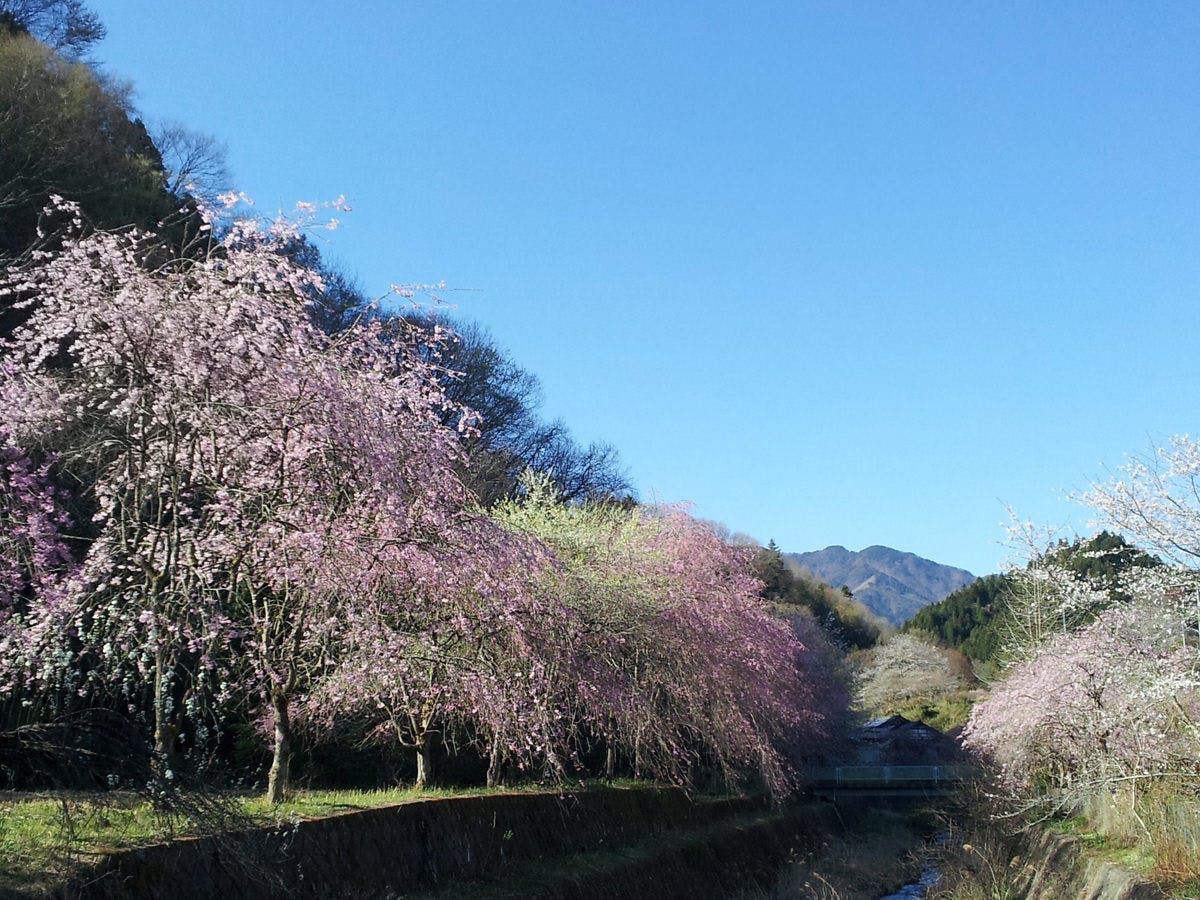 *【ฤดูใบไม้ผลิ】ซากุระ 'นากาโตะ' ที่บานอย่างเงียบสงบ