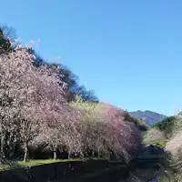 *【ฤดูใบไม้ผลิ】ซากุระ 'นากาโตะ' ที่บานอย่างเงียบสงบ