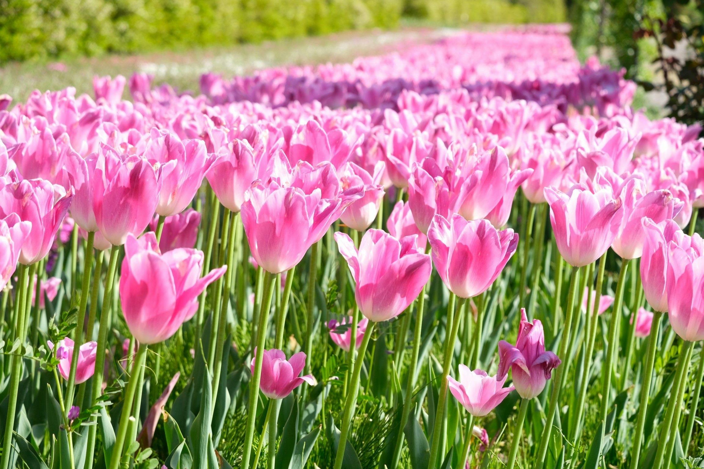 【観光公園 花郷OKADA】