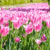 【観光公園 花郷OKADA】