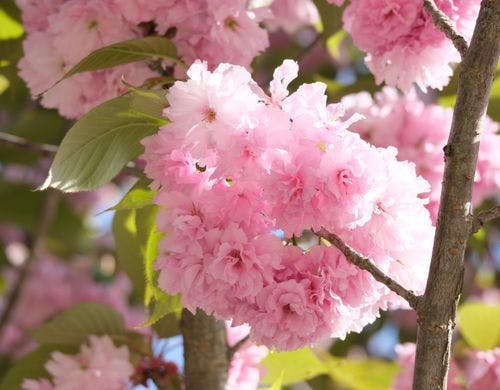 【観光公園 花郷OKADA】