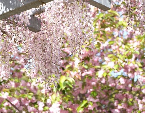 【観光公園 花郷OKADA】