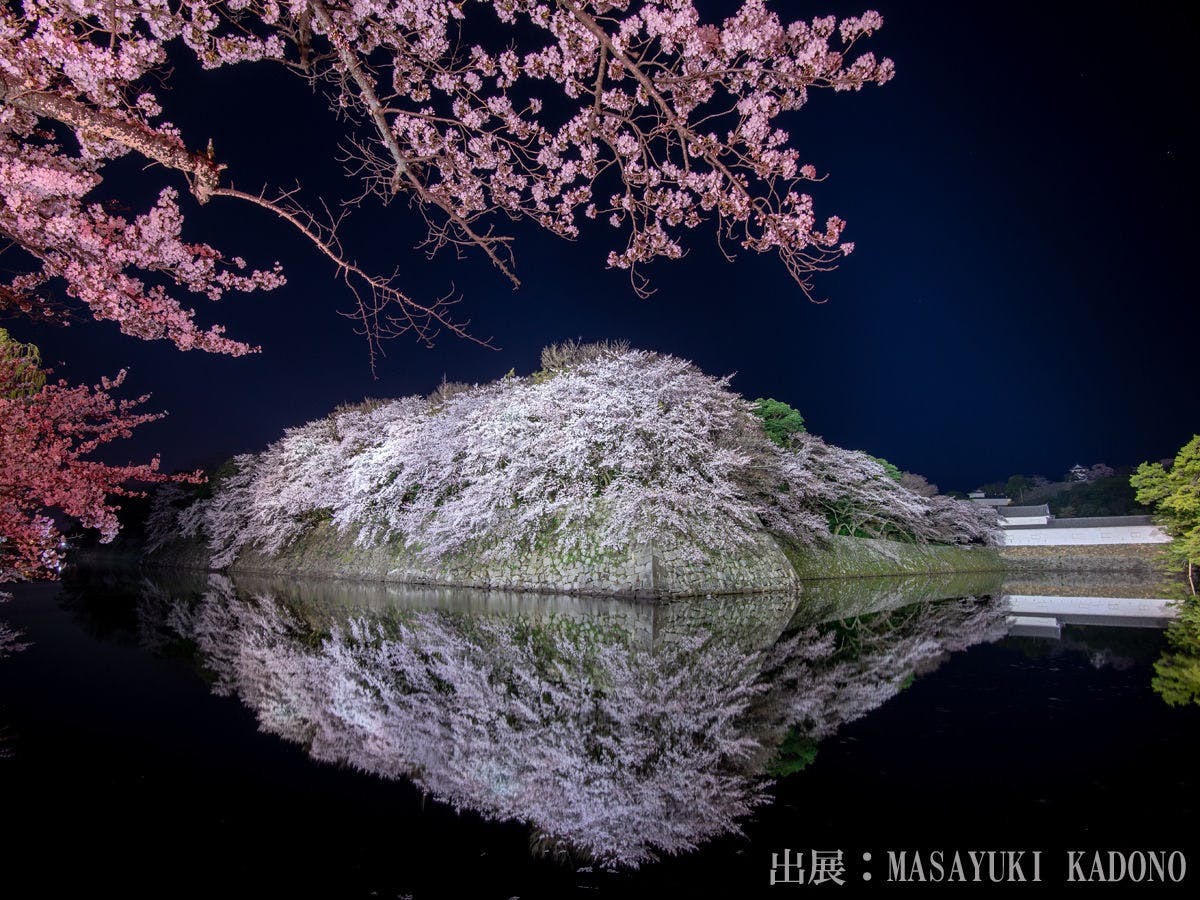 ดอกซากุระที่ปราสาทฮิโกเนะที่มีการประดับไฟเป็นทัศนียภาพที่งดงาม