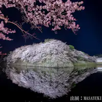 ดอกซากุระที่ปราสาทฮิโกเนะที่มีการประดับไฟเป็นทัศนียภาพที่งดงาม