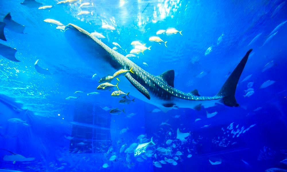 海洋博公園「沖縄美ら海水族館」