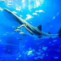 海洋博公園「沖縄美ら海水族館」