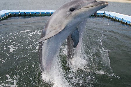 イルカふれあい体験