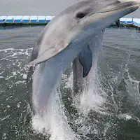 イルカふれあい体験