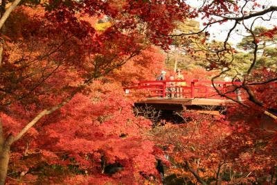 弥彦神社　もみじ谷