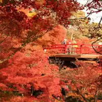 弥彦神社 もみじ谷