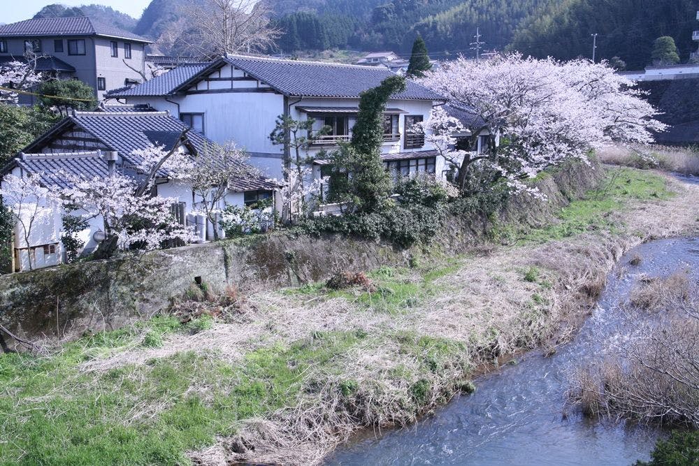 小田川の桜