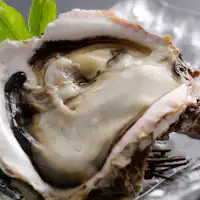 【หอยนางรมหิน】จำกัดเฉพาะช่วงต้นฤดูร้อนถึงฤดูร้อน "หอยนางรมหิน"