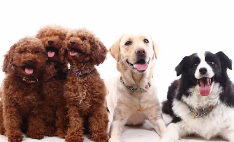 22年最新 関東の温泉でペットと泊まれる宿ランキング Yahoo トラベル 22年最新 関東の温泉でペットと泊まれる宿ランキング Yahoo トラベル