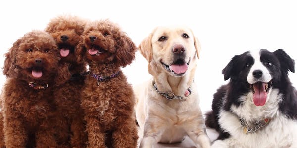 22年最新 伊豆周辺でペットと泊まれる宿ランキング 一休 Com 22年最新 伊豆周辺でペットと泊まれる宿ランキング 一休 Com