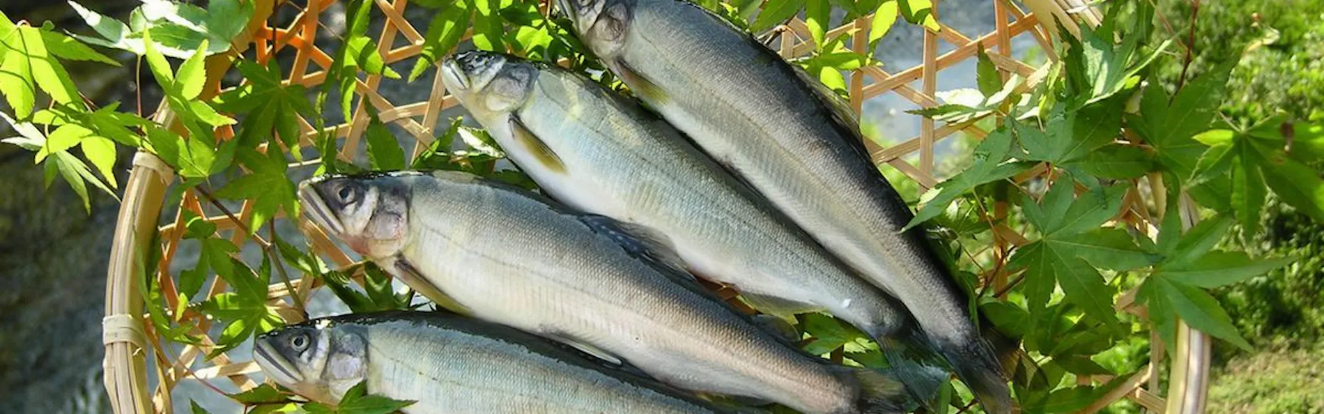 湯の風HAZU