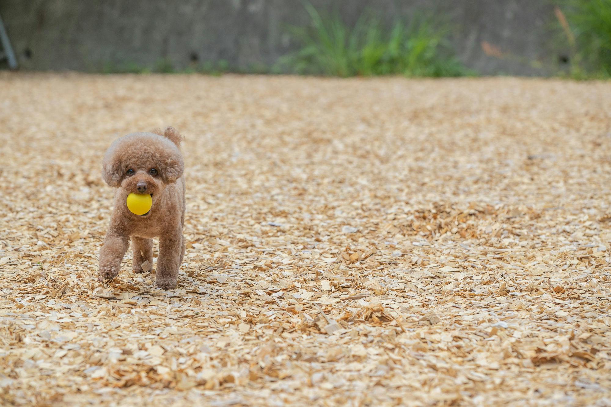 コレドール湯河原　Dog＆Resort