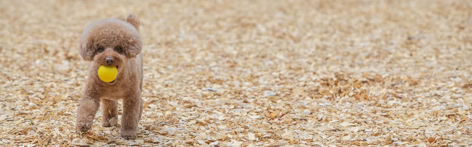 コレドール湯河原 Dog&Resort