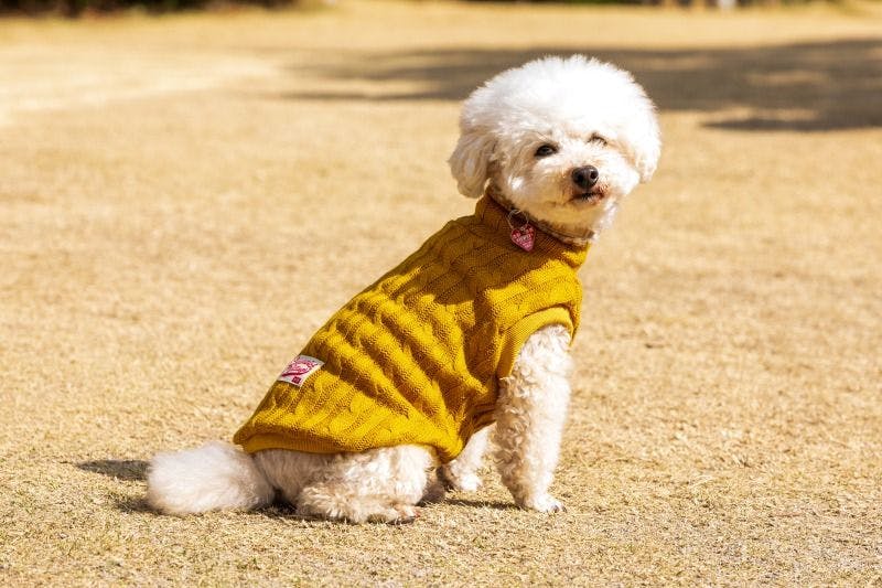 コレドール湯河原　Dog＆Resort