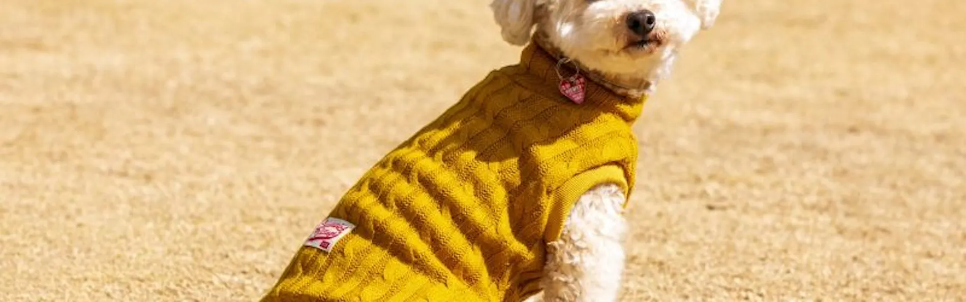 コレドール湯河原 Dog&Resort