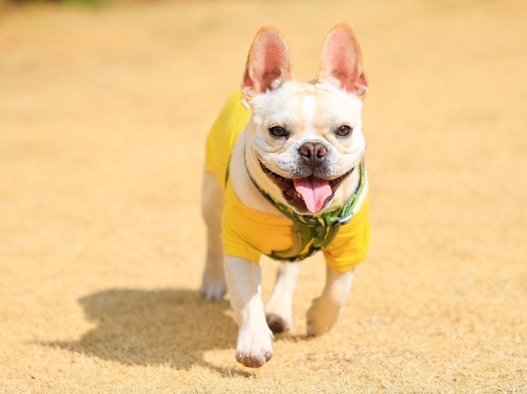 コレドール湯河原　Dog＆Resort