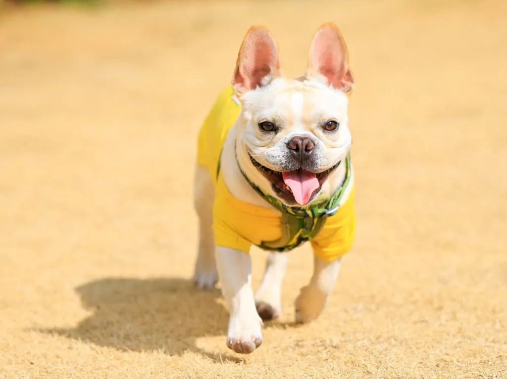 Coredor Yugawara Dog & Resort