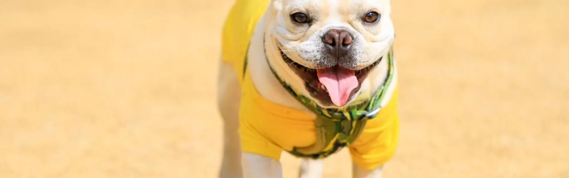 コレドール湯河原 Dog&Resort