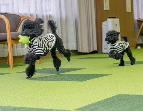 室内ドッグラン