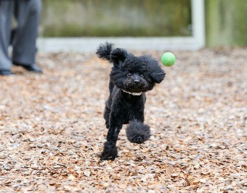 屋外ドッグラン
