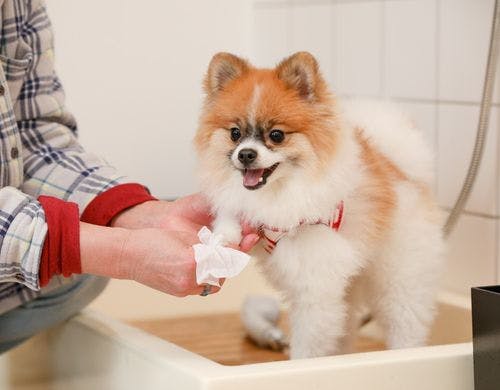 愛犬の足洗い場