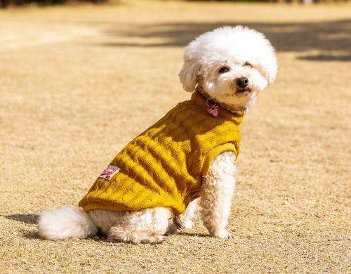 中庭ドッグラン