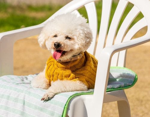 中庭ドッグラン