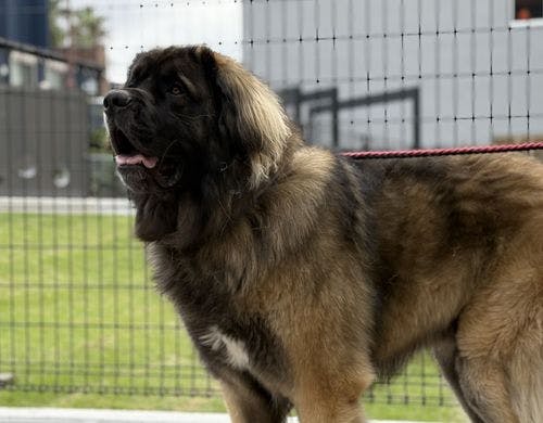 大型犬も大歓迎