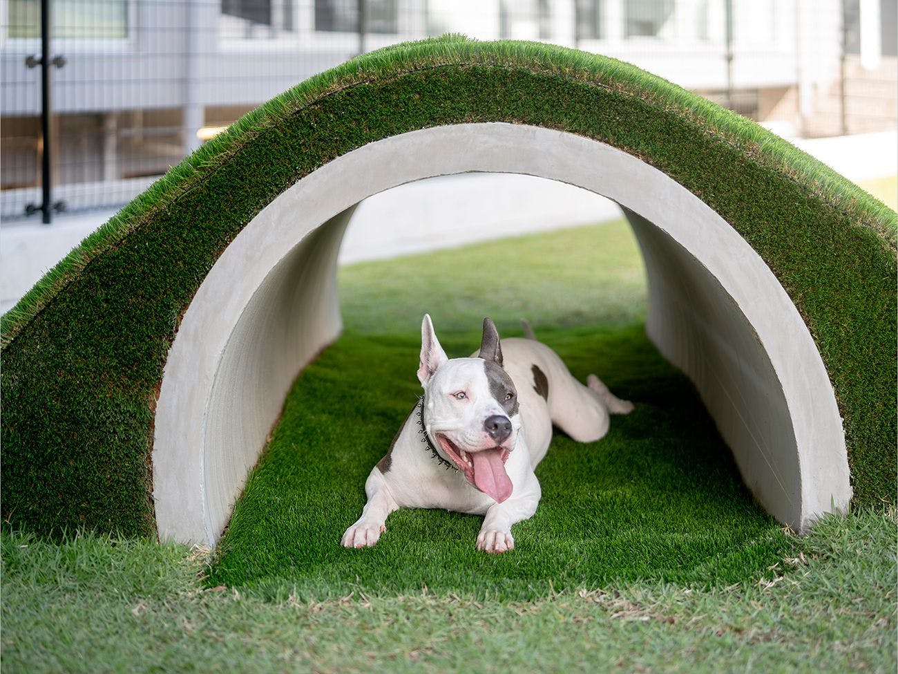 DOG HOTEL SHIRAHAMA/ドッグホテル白浜