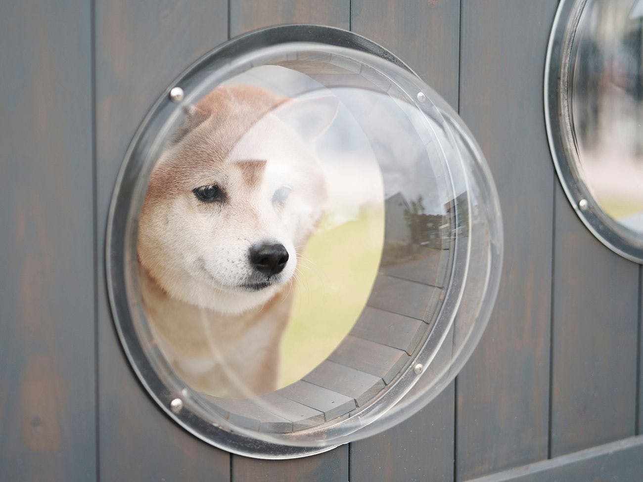 DOG HOTEL SHIRAHAMA/ドッグホテル白浜