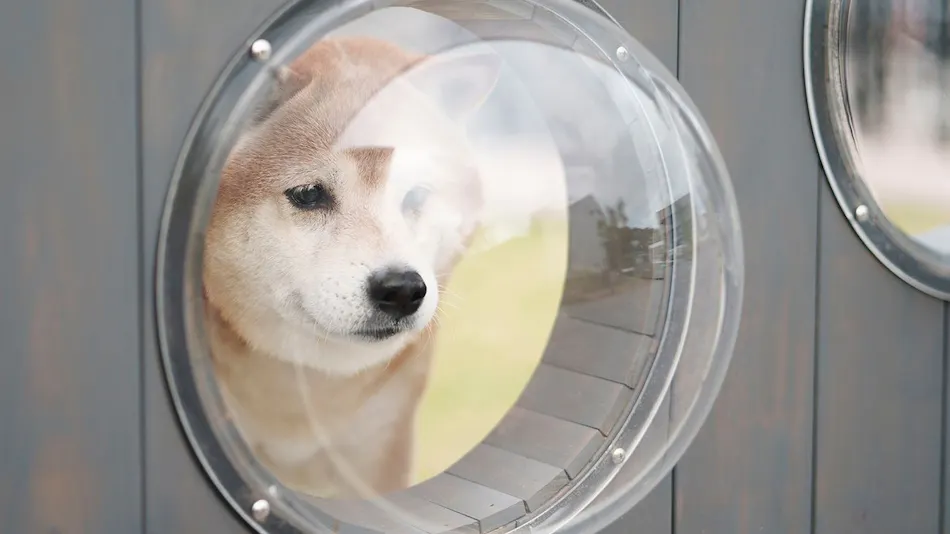 Dog Hotel Shirahama