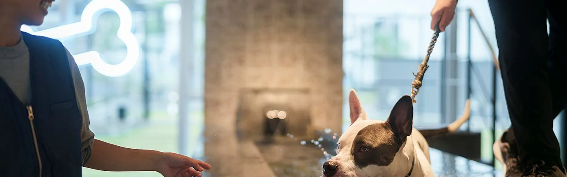 DOG HOTEL SHIRAHAMA/ドッグホテル白浜